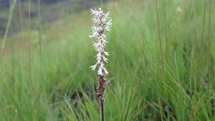 Holothrix scopularia