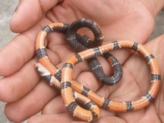 Hemibungarus calligaster