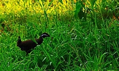 Gallirallus torquatus