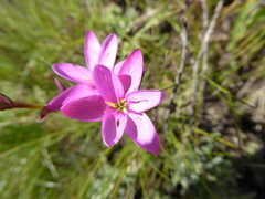 Hesperantha baurii