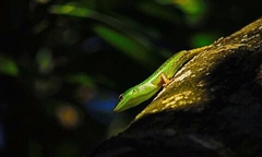 Lamprolepis smaragdina