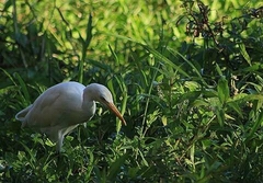 Bubulcus ibis coromandus