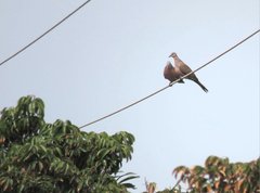 Streptopelia chinensis