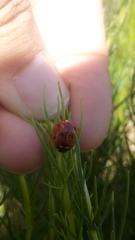 Coccinella algerica