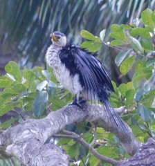 Microcarbo melanoleucos