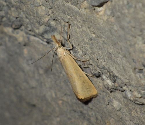 Crambus occidental