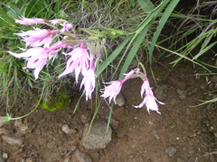 Gladiolus microcarpus