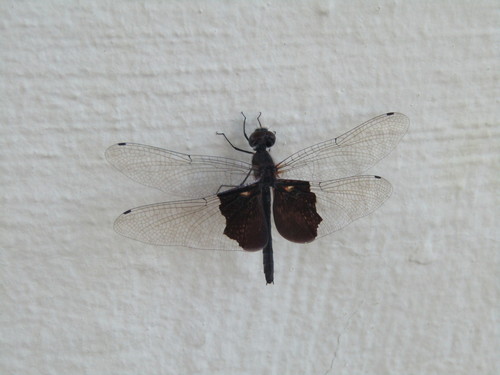 Phantom Flutterer