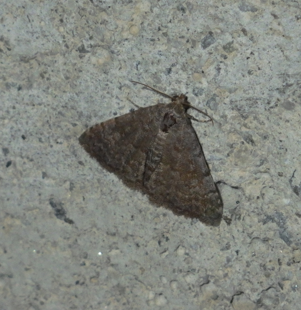 Metachrostis dardouini