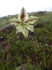 Gladiolus longicollis