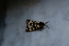 Arctia villica konewkaii