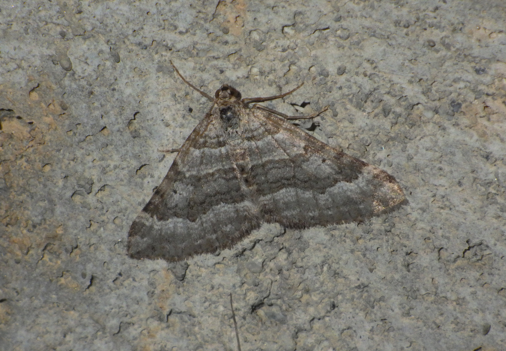 Scotopteryx vicinaria