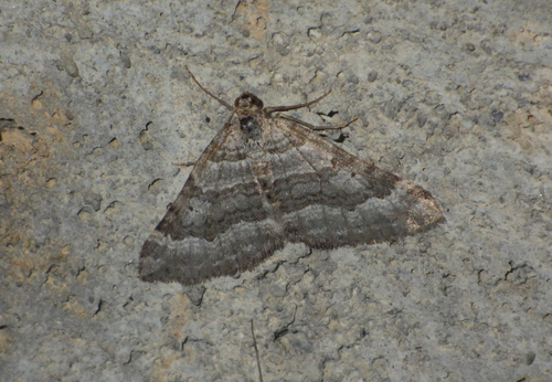 Ortholite alpestre