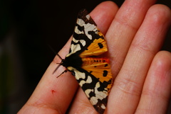 Arctia villica konewkaii