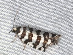 Technitis campylosticha