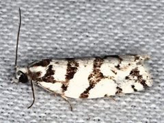 Technitis oriarcha
