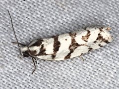 Technitis oriarcha