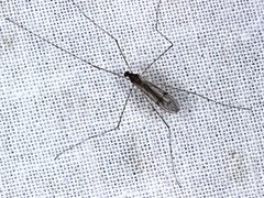 Antocha australiensis