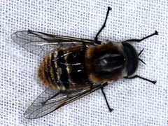Scaptia patula