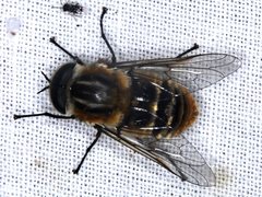 Scaptia patula
