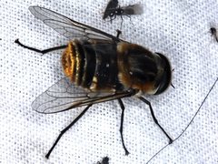 Scaptia patula
