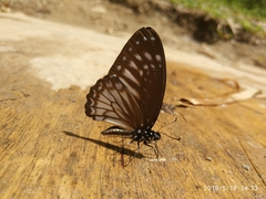 Graphium ramaceus pendleburyi