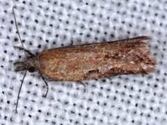 Constrictana constrictana