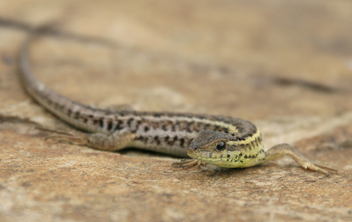 Snake-eyed Lizard