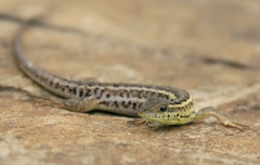 Snake-Eyed Lizard photo 4