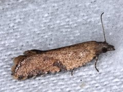 Constrictana constrictana