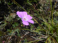 Geranium drakensbergensis