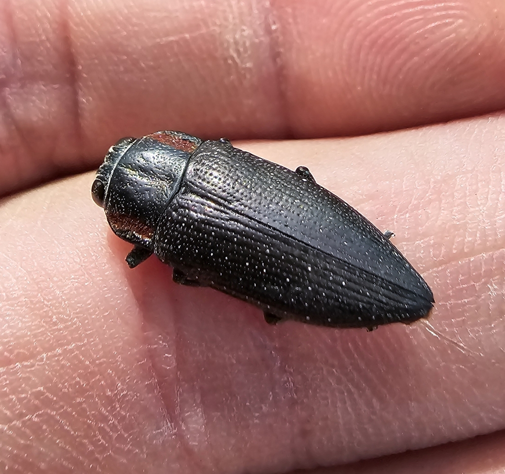 Oedisterna bisulcata