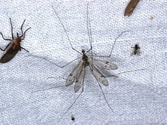 Antocha australiensis