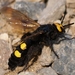 Mammoth and Giant Scoliid Wasps - Photo (c) Ferran Turmo Gort, some rights reserved (CC BY-NC-SA)