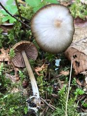 Entoloma holoconiotum
