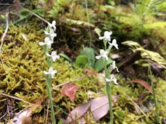Platanthera brevicalcarata