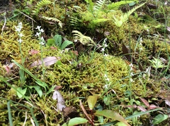 Platanthera brevicalcarata