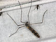 Paralimnophila