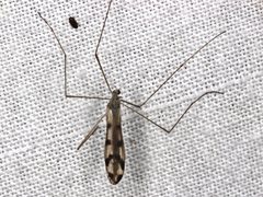Paralimnophila