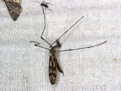 Paralimnophila