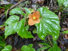 Begonia sutherlandii