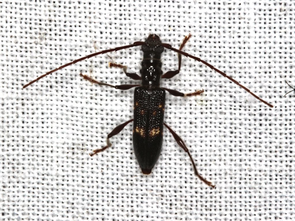 Coptocercus unifasciatus