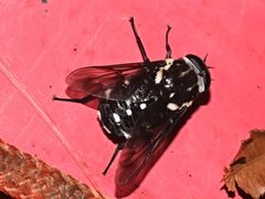 Triclista guttata