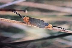 Plectrotarsus gravenhorsti