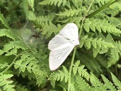 Lepidoptera