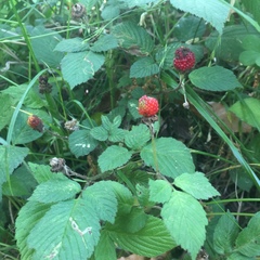 Rubus