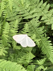 Lepidoptera