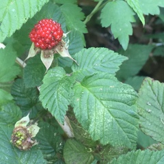 Rubus