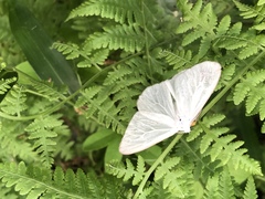 Lepidoptera