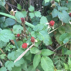 Rubus
